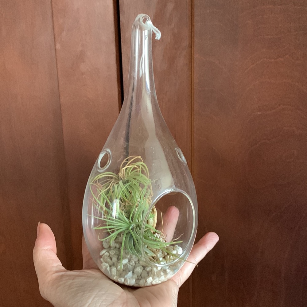 Air plant terrarium teardrop